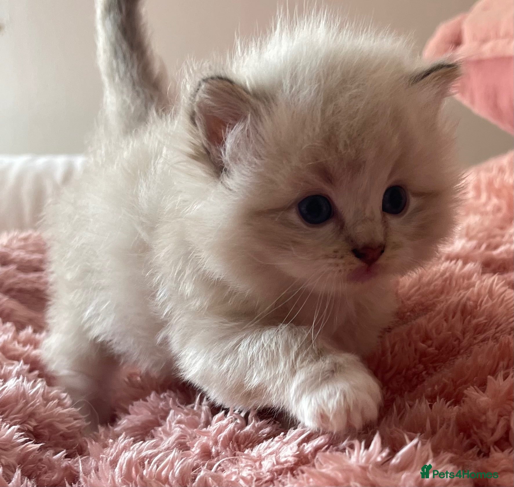 Ragdoll cats Registered Cheribum Kittens - Advert 14