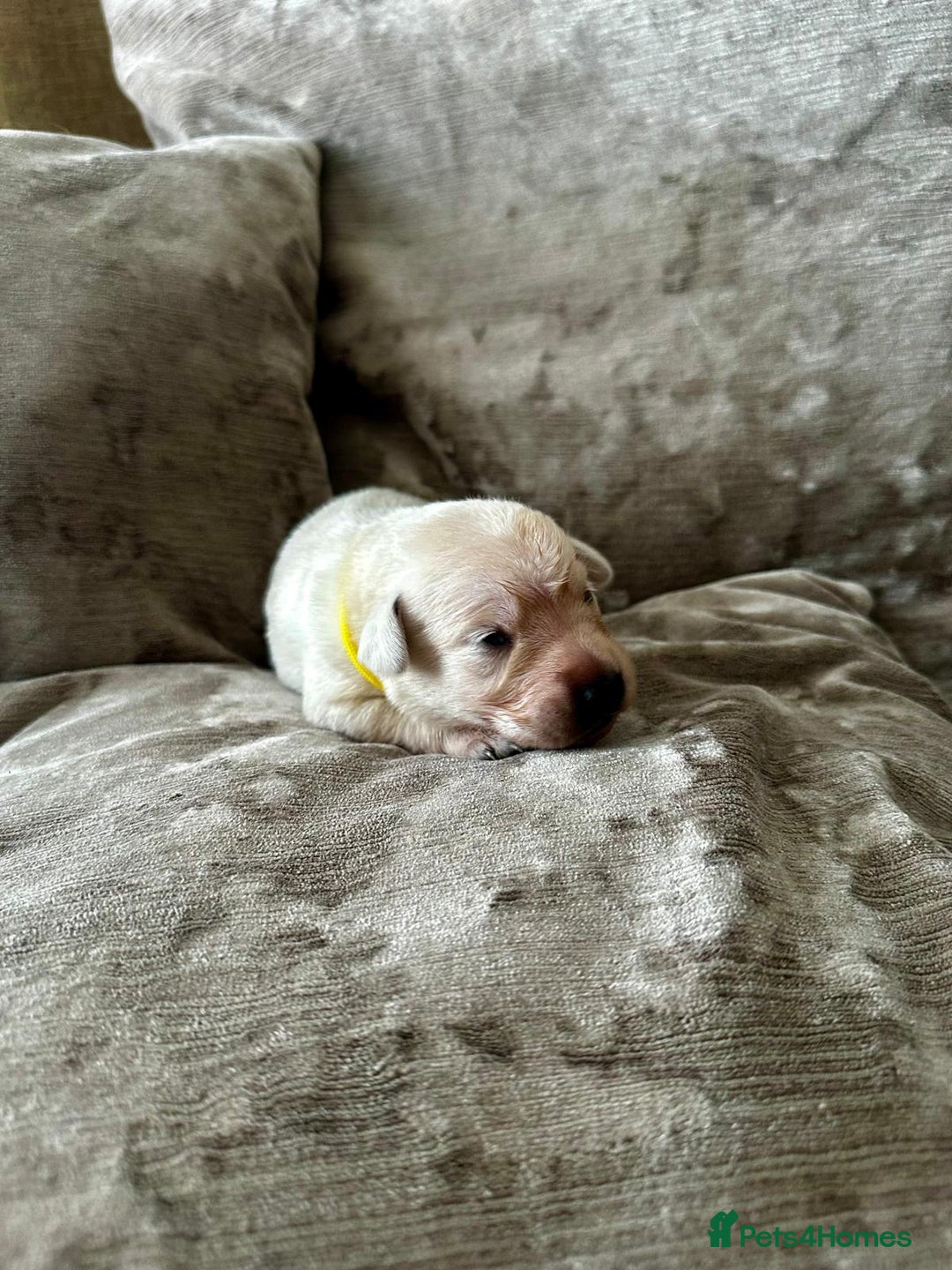 Mixed Breed dogs for sale: Beautiful litter of golden labradoodles - Image 22