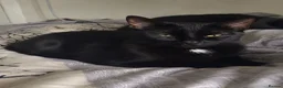 Bengal cats for sale:  Beautiful Cross Bengal Kittens 🐾 - Advert 2