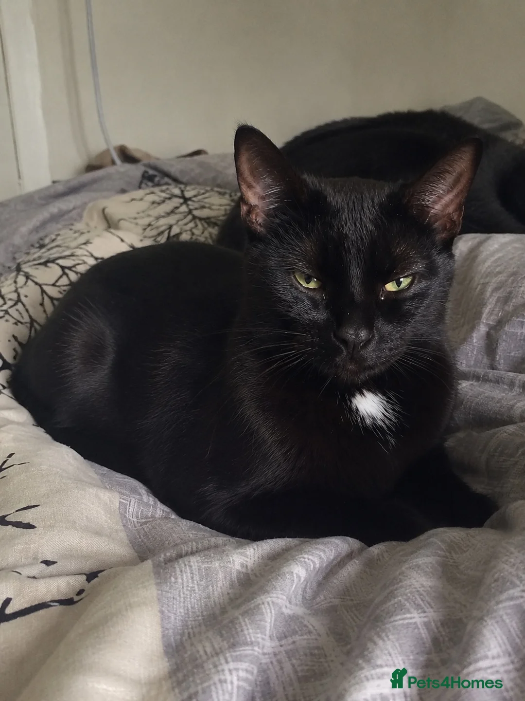 Bengal cats for sale:  Beautiful Cross Bengal Kittens 🐾 - Advert 2