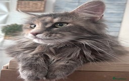 Maine Coon cats for sale: Beautiful full Maine Coon kittens ready now 😻 - Image 22