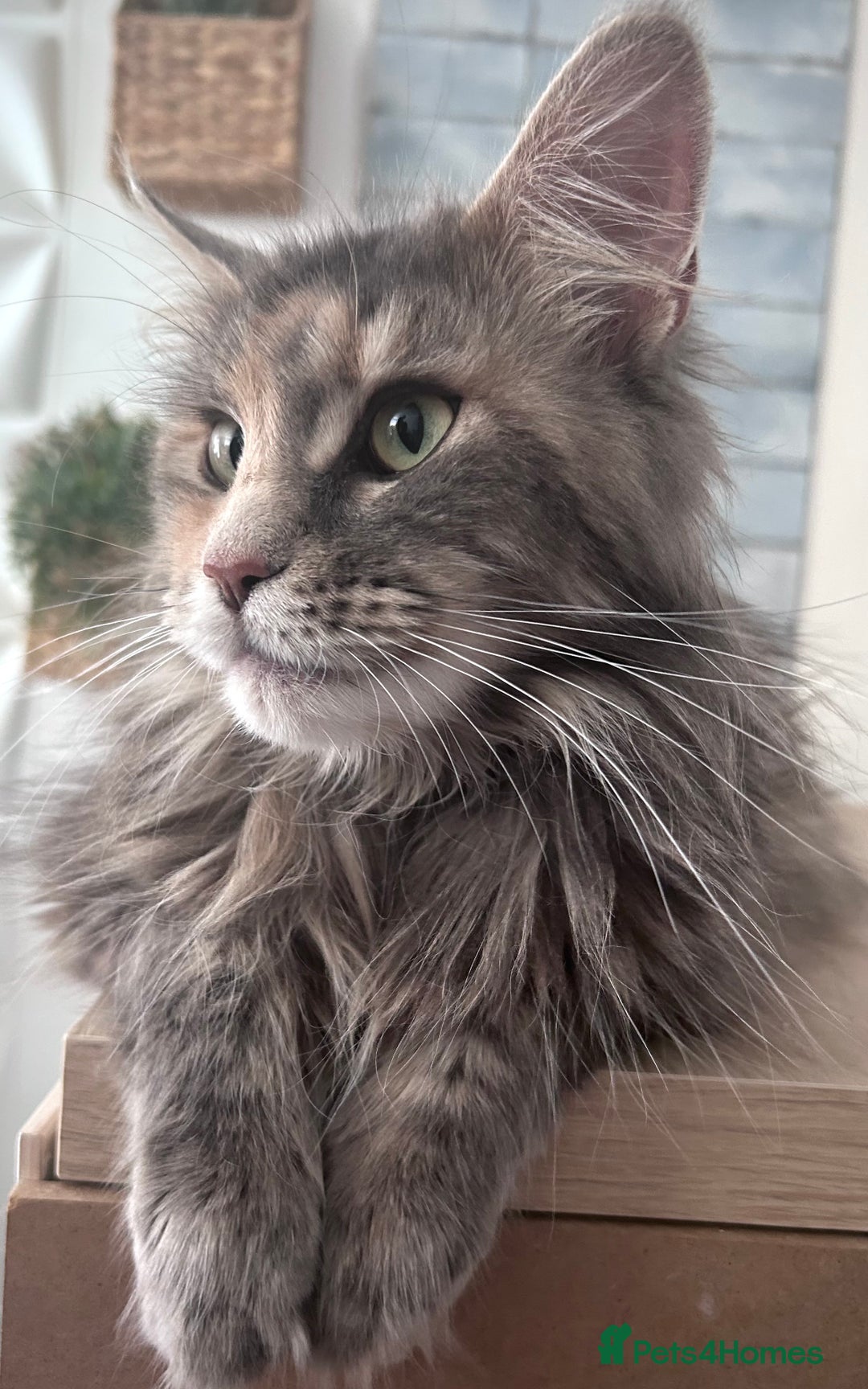 Maine Coon cats for sale: Beautiful full Maine Coon kittens ready now 😻 - Image 22