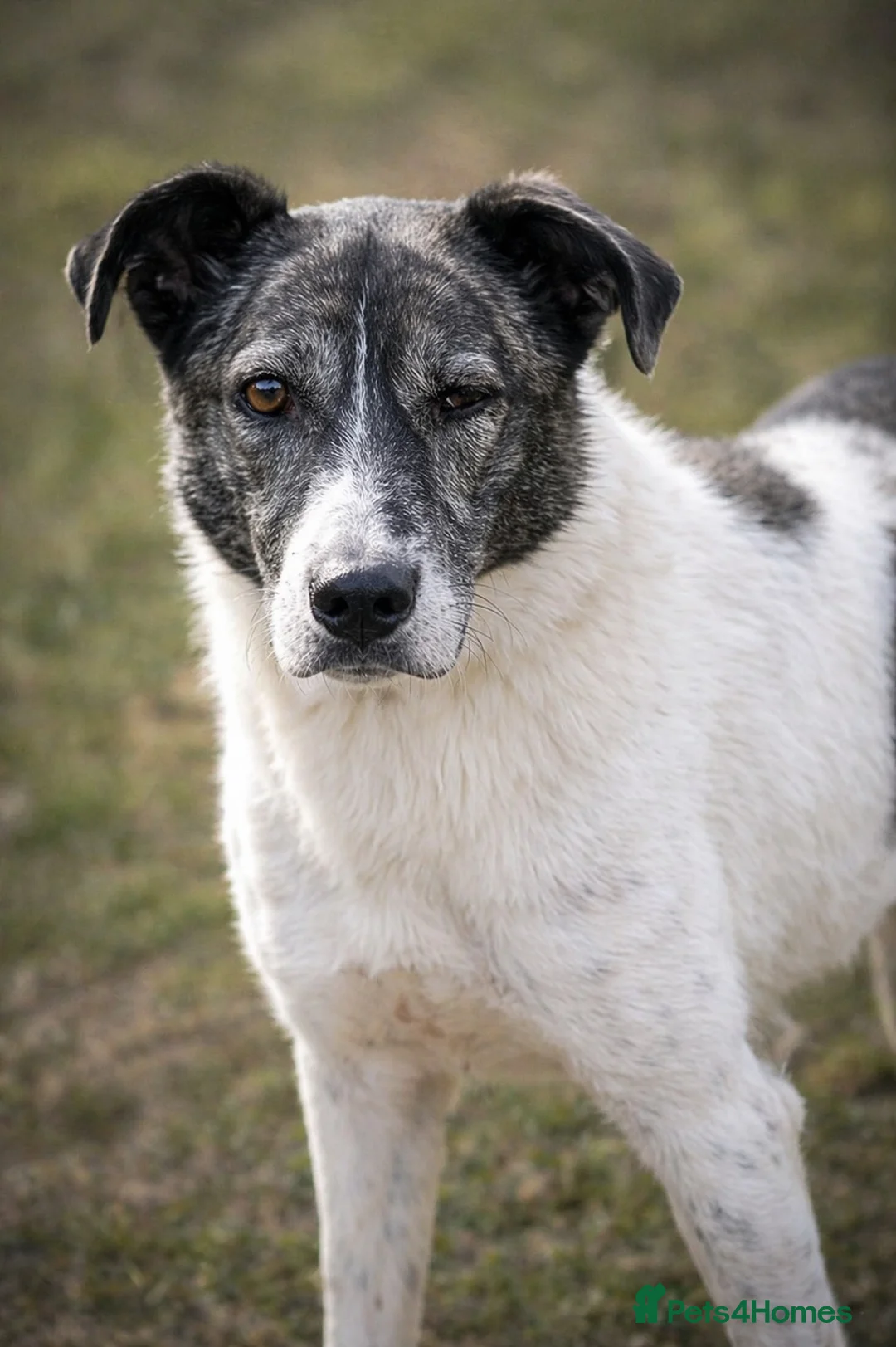 Mixed Breed dogs for adoption: 💛🐾 MARLEY … just waiting to be loved 💛 - Advert 2