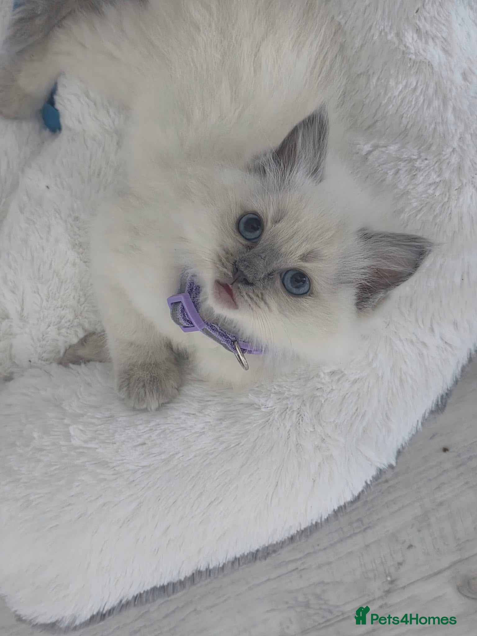 Ragdoll cats Pure blue point ragdoll kittens for sale - Advert 2