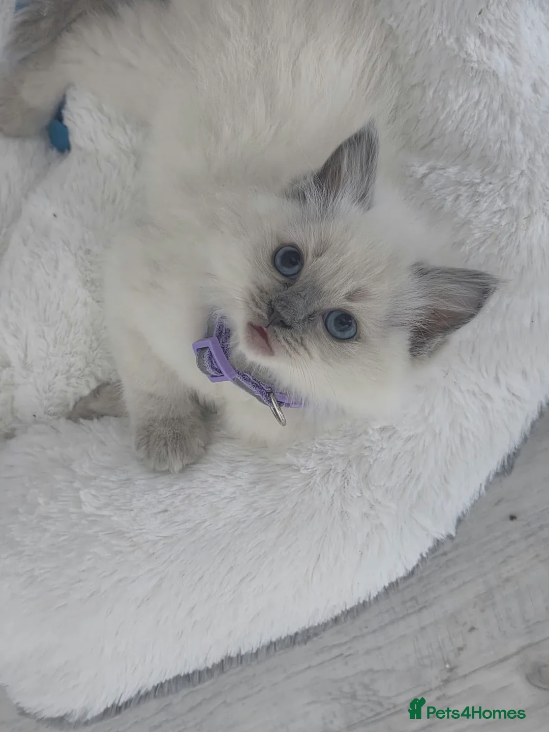 Ragdoll cats for sale: Pure blue point ragdoll kittens for sale - Advert 2