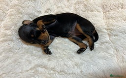 Miniature Pinscher dogs for sale: Gorgeous MinPin Puppies-Ready from 8th Dec! - Advert 24
