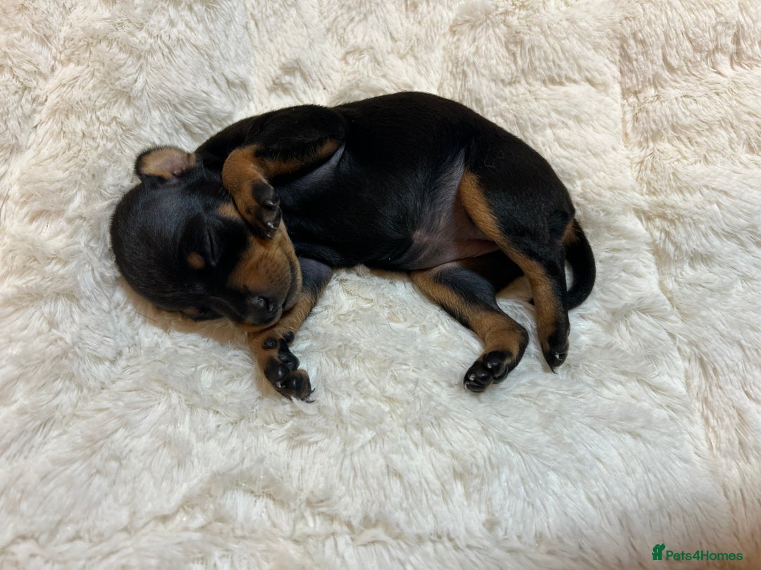 Miniature Pinscher dogs for sale: Gorgeous MinPin Puppies-Ready from 8th Dec! - Advert 24