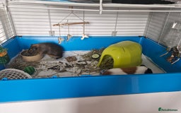 Guinea Pig rodents for sale:  2 Playful Male Guinea Pigs (4 Months)  - Image 9