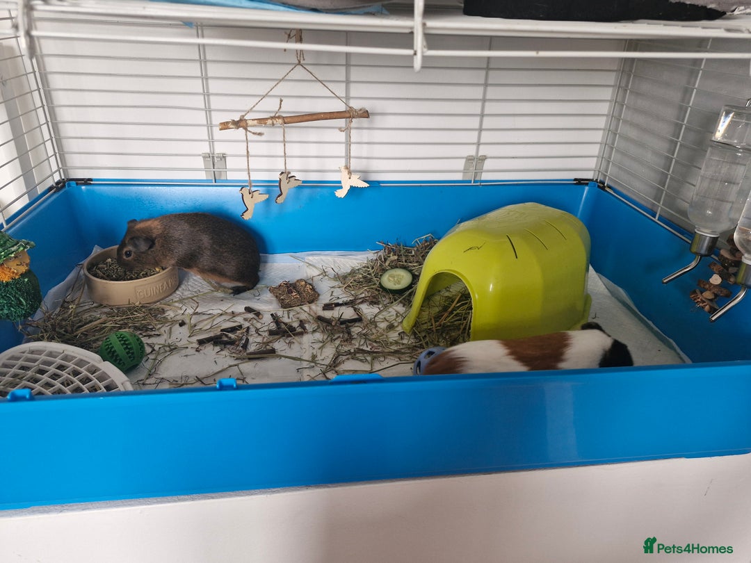 Guinea Pig rodents for sale:  2 Playful Male Guinea Pigs (4 Months)  - Image 9