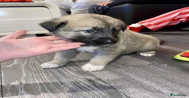 Huskita dogs huskeys  - Advert 7