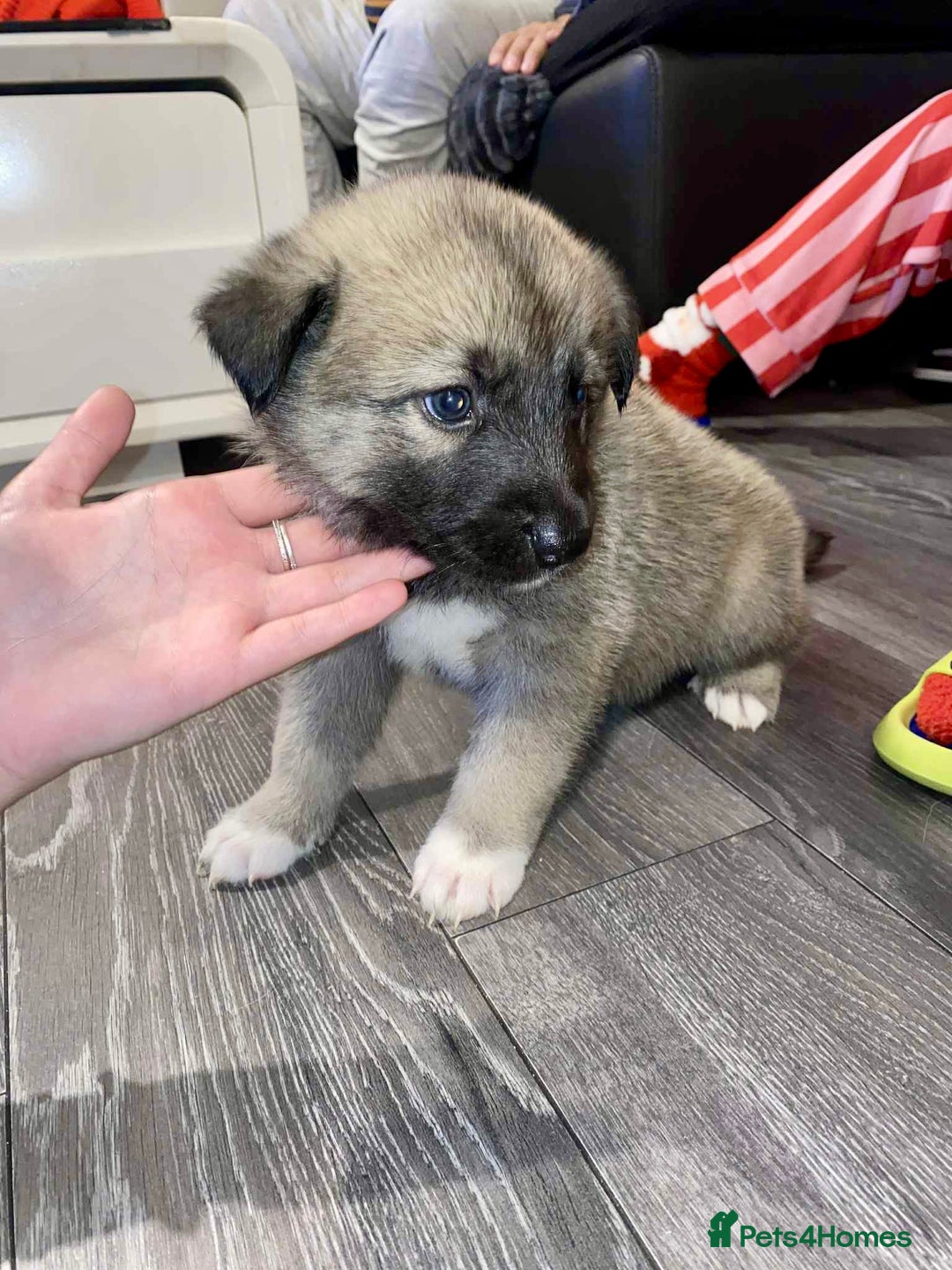 Huskita dogs for sale: huskeys  - Advert 2