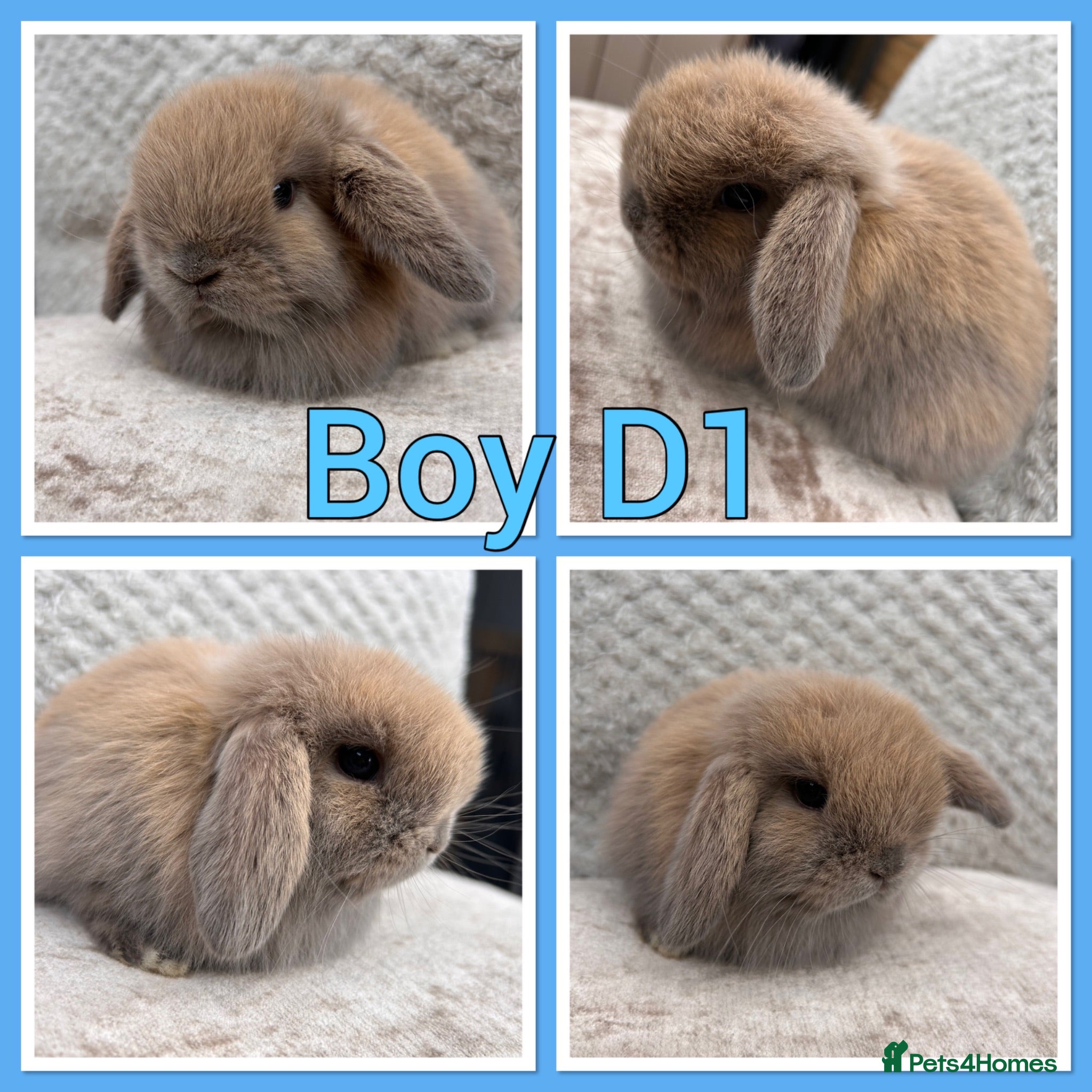 Mini Lop rabbits Mini lop babies  - Advert 2
