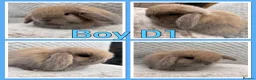 Mini Lop rabbits for sale: Mini lop babies  - Advert 6