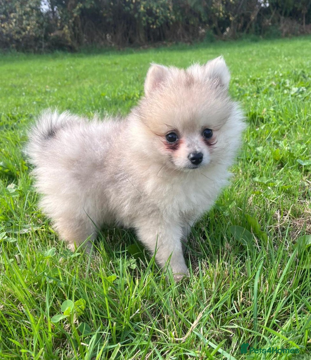 Pomeranian dogs for sale: Outstanding Tiny Pomeranian Puppies - Advert 5
