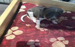 Mixed Breed dogs for sale: Bedlington Whippet puppies  - Image 12