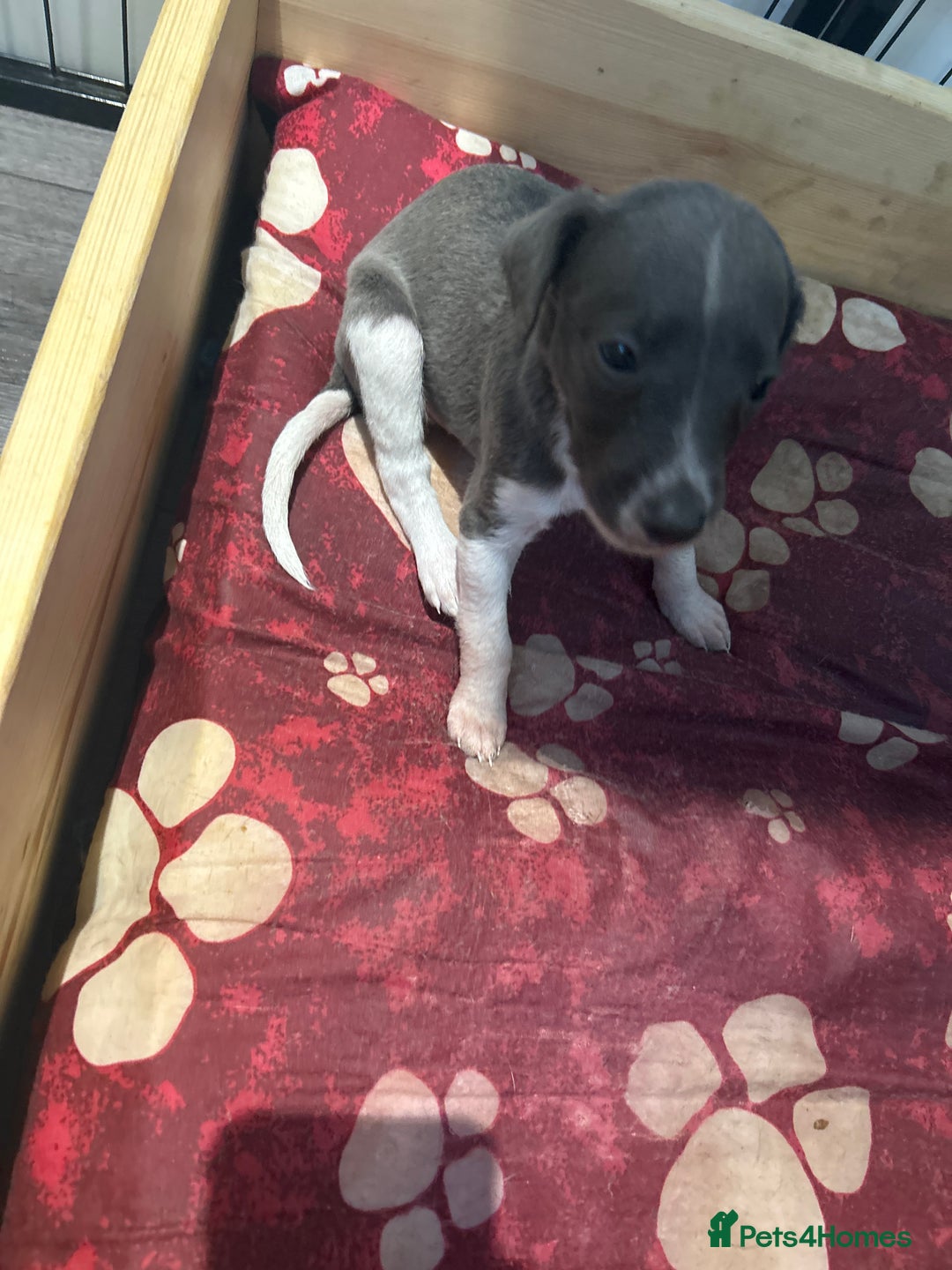 Mixed Breed dogs for sale: Bedlington Whippet puppies  - Image 12