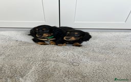 Dachshund dogs for sale: OUTSTANDING STANDARD LONGHAIR DACHSHUNDS - Image 24