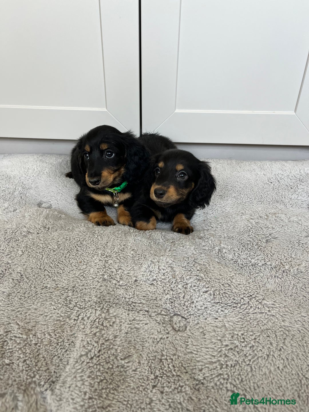 Dachshund dogs for sale: OUTSTANDING STANDARD LONGHAIR DACHSHUNDS - Image 24