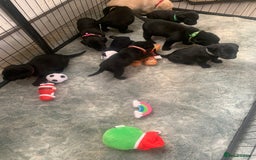 Labrador Retriever dogs for sale: Labrador puppies for sale - Advert 1