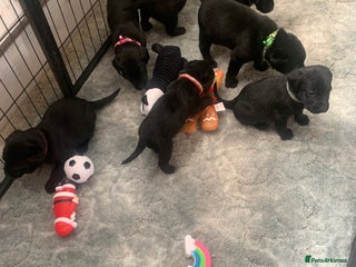Labrador Retriever dogs Labrador puppies for sale - Advert 17