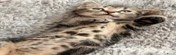 Mixed Breed cats for sale: Marble Bengal cross  - Advert 13