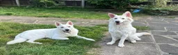 German Shepherd dogs for sale: Beautiful White Pedigree German Shepherd Puppies - Advert 3