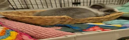 Lionhead rabbits for sale: Bluebell - Advert 7