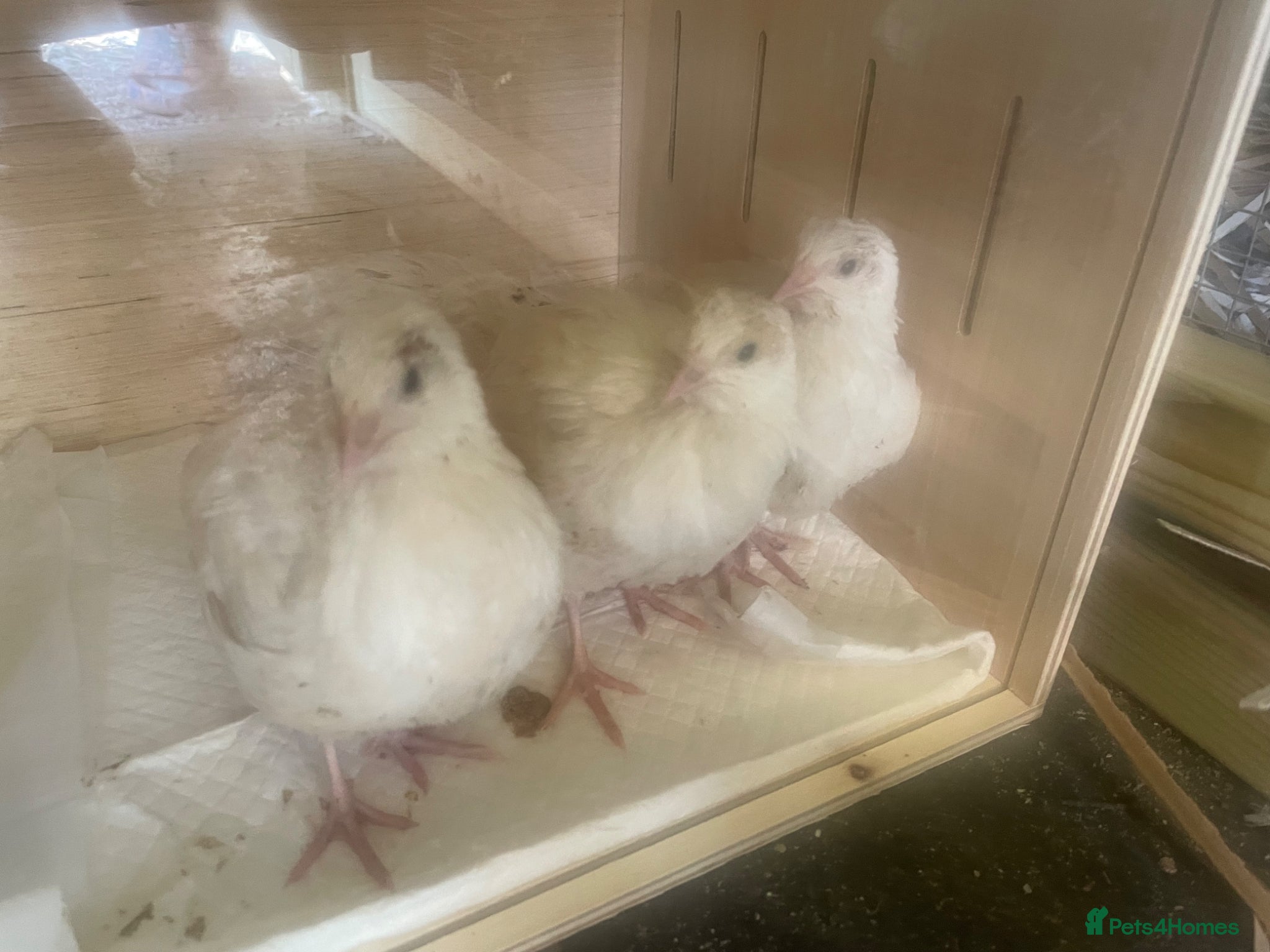 Quail poultry 7 WEEK OLD QUAIL MALES FREE TO - Advert 2
