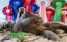 British Shorthair cats for sale: Beautiful Pedigree British Blue Kittens  🐾 - Advert 14