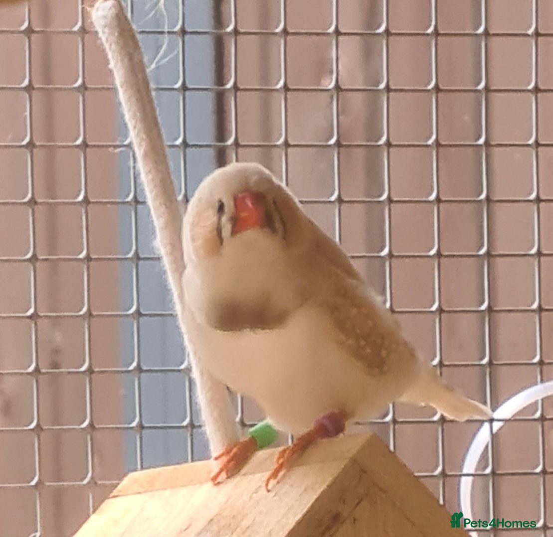 Finches birds CFW zebra finch - Advert 9