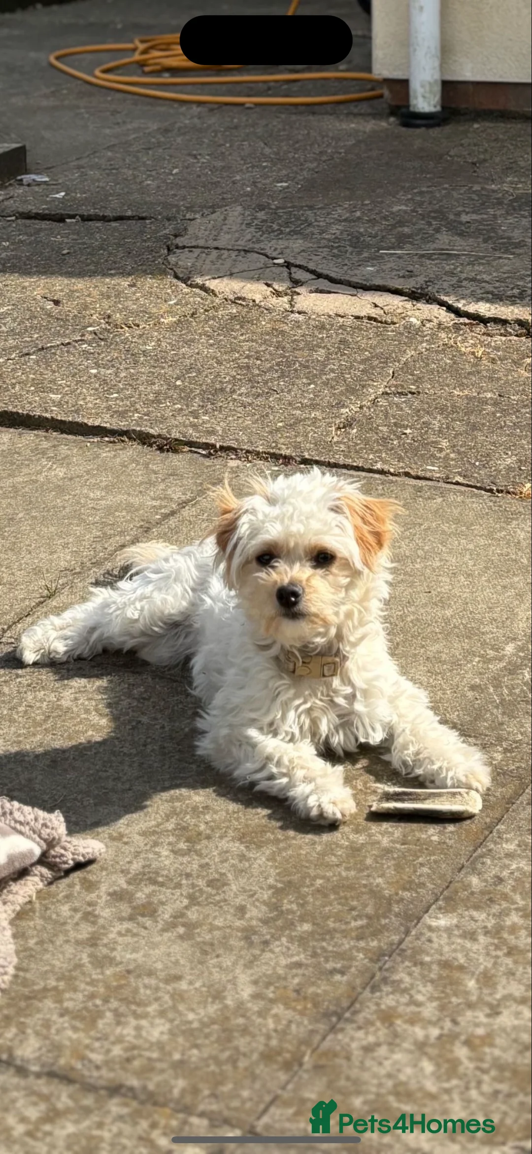 Maltipoo dogs for sale: Maltipoo  - Advert 2