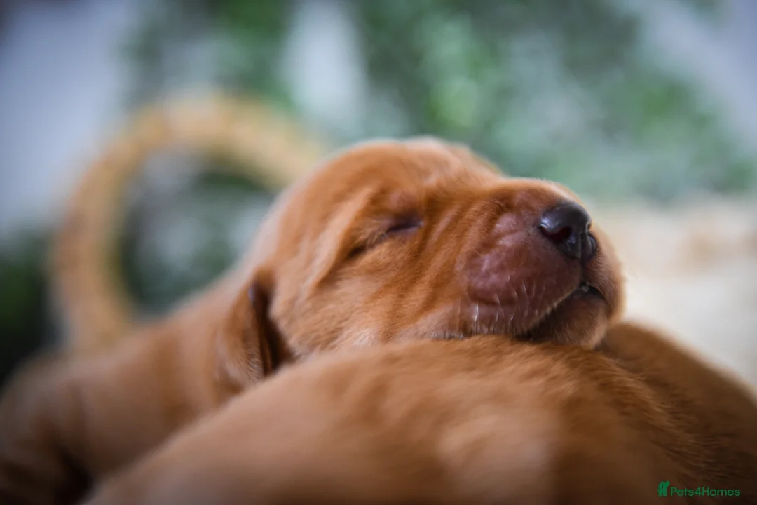 Labrador Retriever dogs for sale: Beautiful Deep Red KC Reg Labradors 5* Breeder - Advert 9