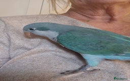 Parrots birds for sale: Handreared DNA tested baby Quaker Parrots  - Image 8