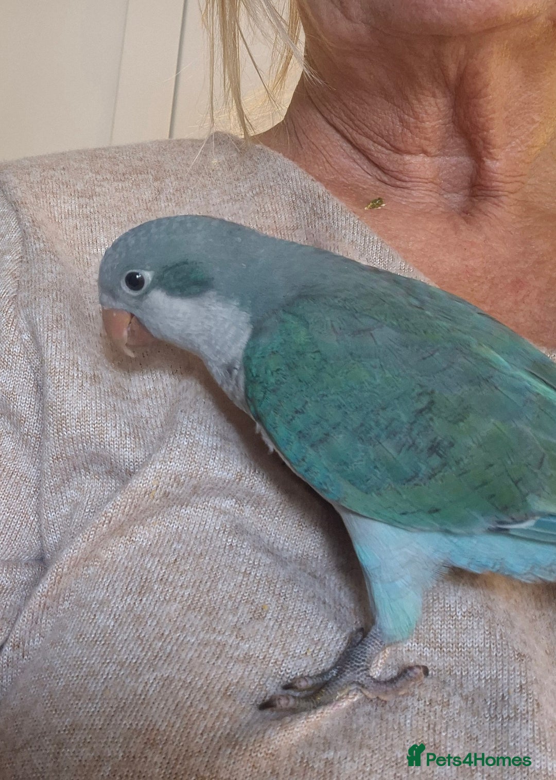 Parrots birds for sale: Handreared DNA tested baby Quaker Parrots  - Image 8
