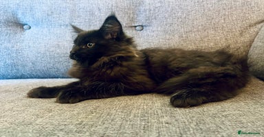 Maine Coon cats - Advert 5
