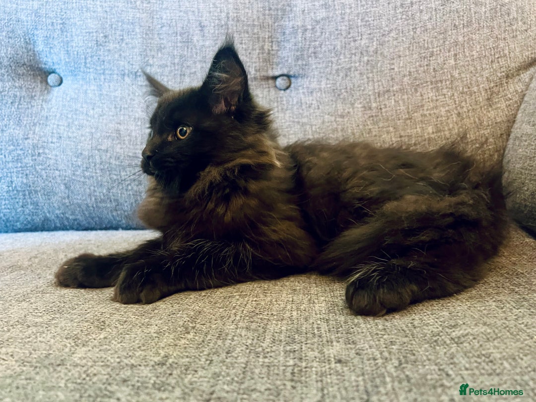 Maine Coon cats for sale: Purebred Maine Coon Male Kittens. Blue,Tabby,Black - Image 4