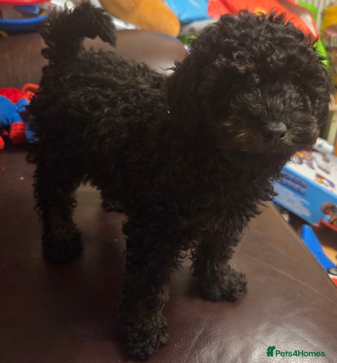 Toy Poodle dogs for sale: Kc reg male poodle  - Advert 2