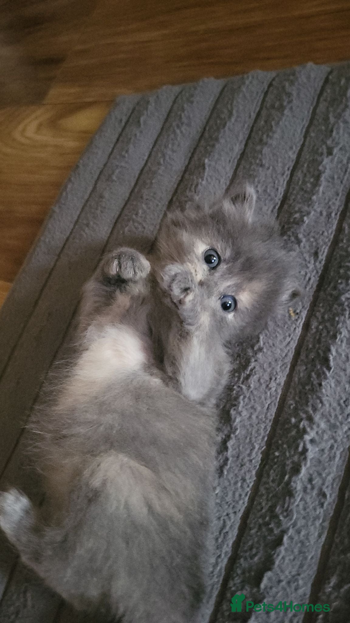 Mixed Breed cats Beautiful grey and cream girl  - Advert 1