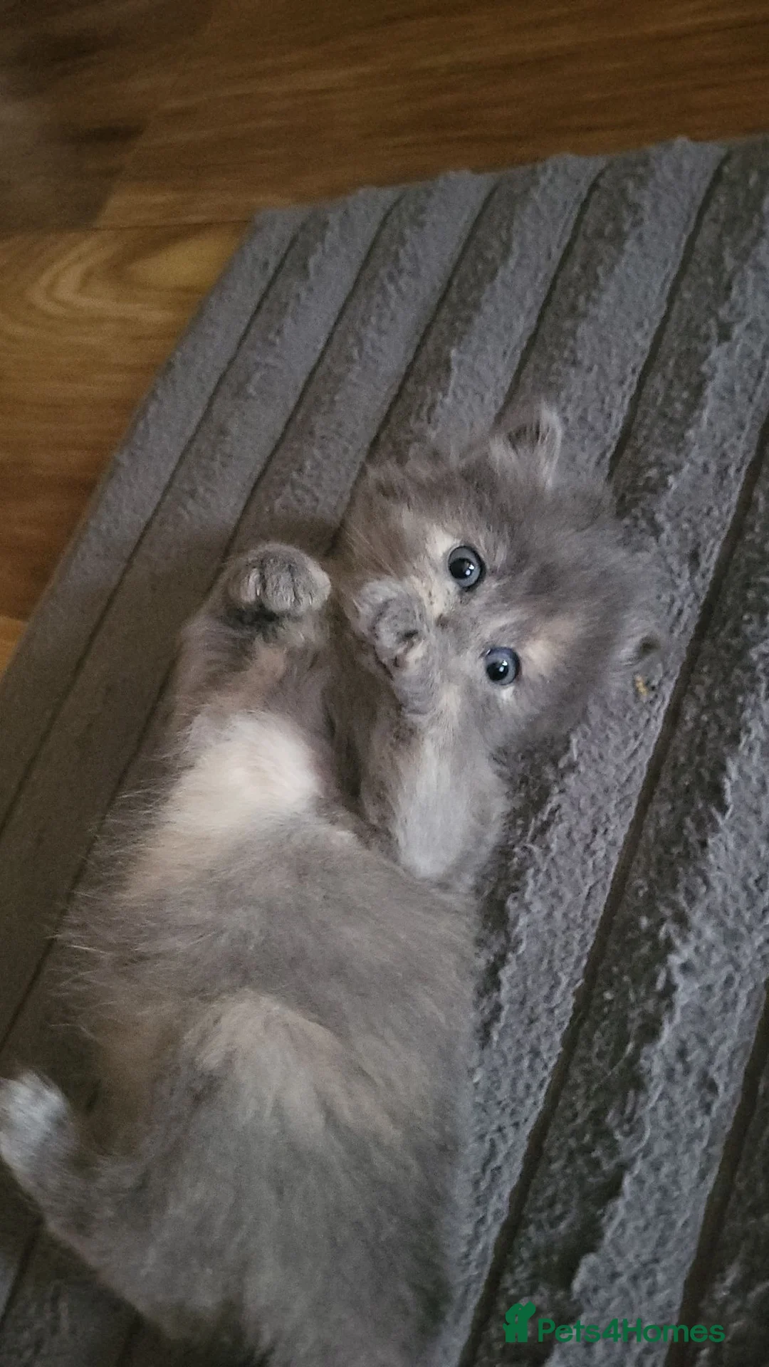 Mixed Breed cats for sale: Beautiful grey and cream girl  - Advert 1