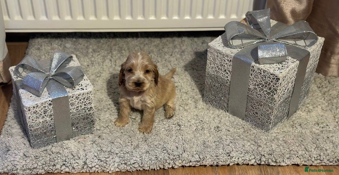 Cocker Spaniel dogs for sale: 🌟STUNNING SHOW COCKER SPANIEL BABIES🌟1 Boy left  - Advert 21