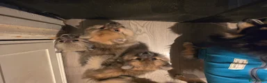 Pomeranian 3