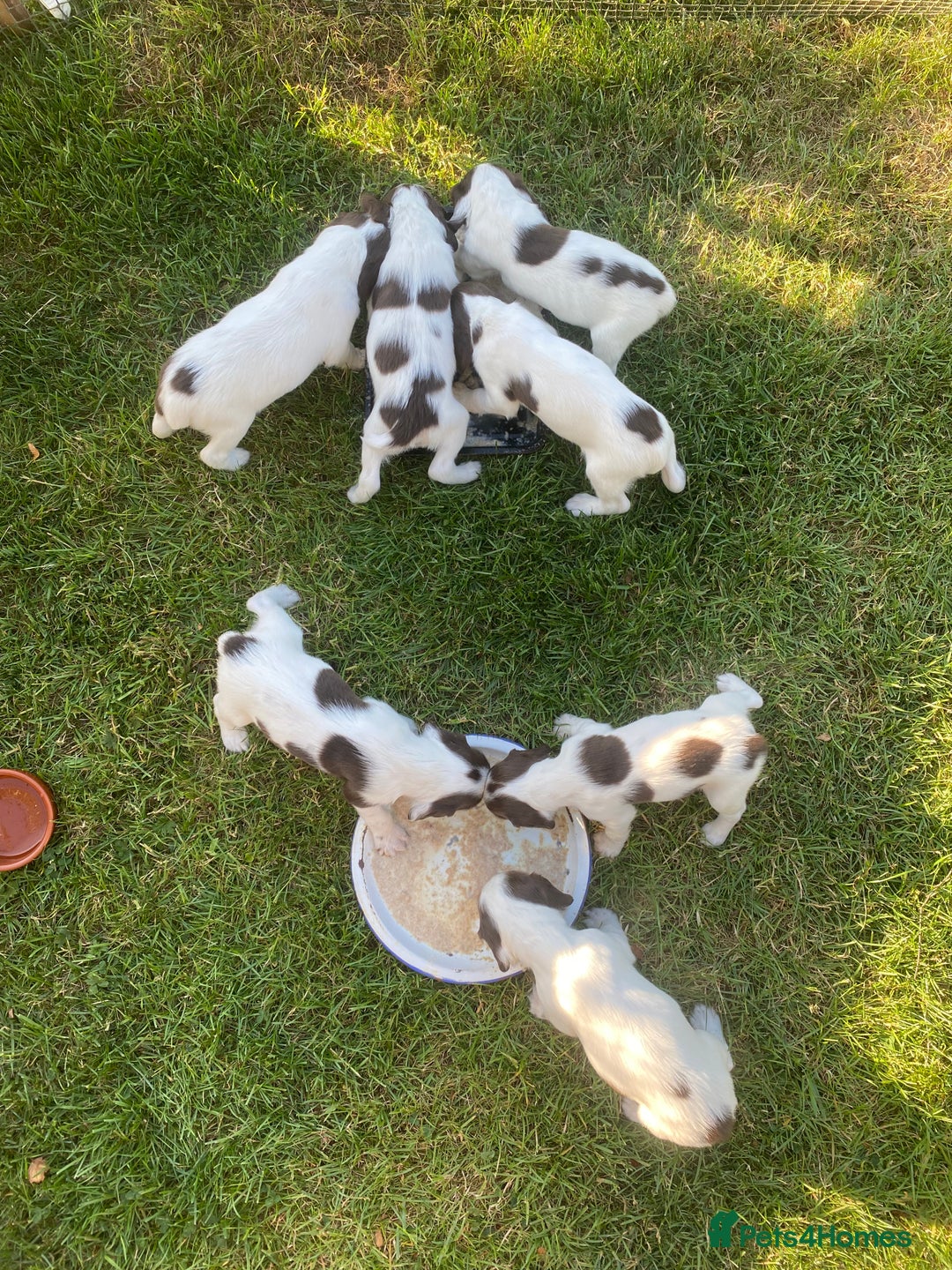 English Springer Spaniel dogs for sale: Exceptional Working & Trialing Lines  - Image 1