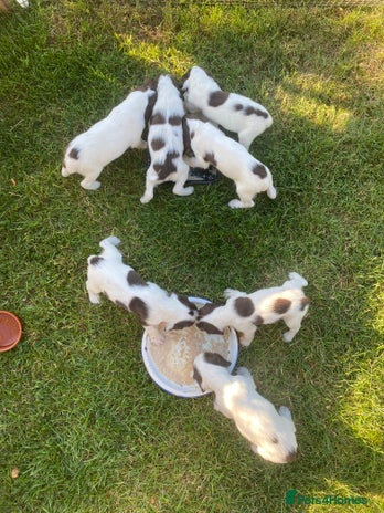 English Springer Spaniel dogs - Advert 1