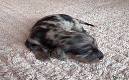 Miniature Dachshund dogs for sale: Miniature long-haired dachshunds - Image 12