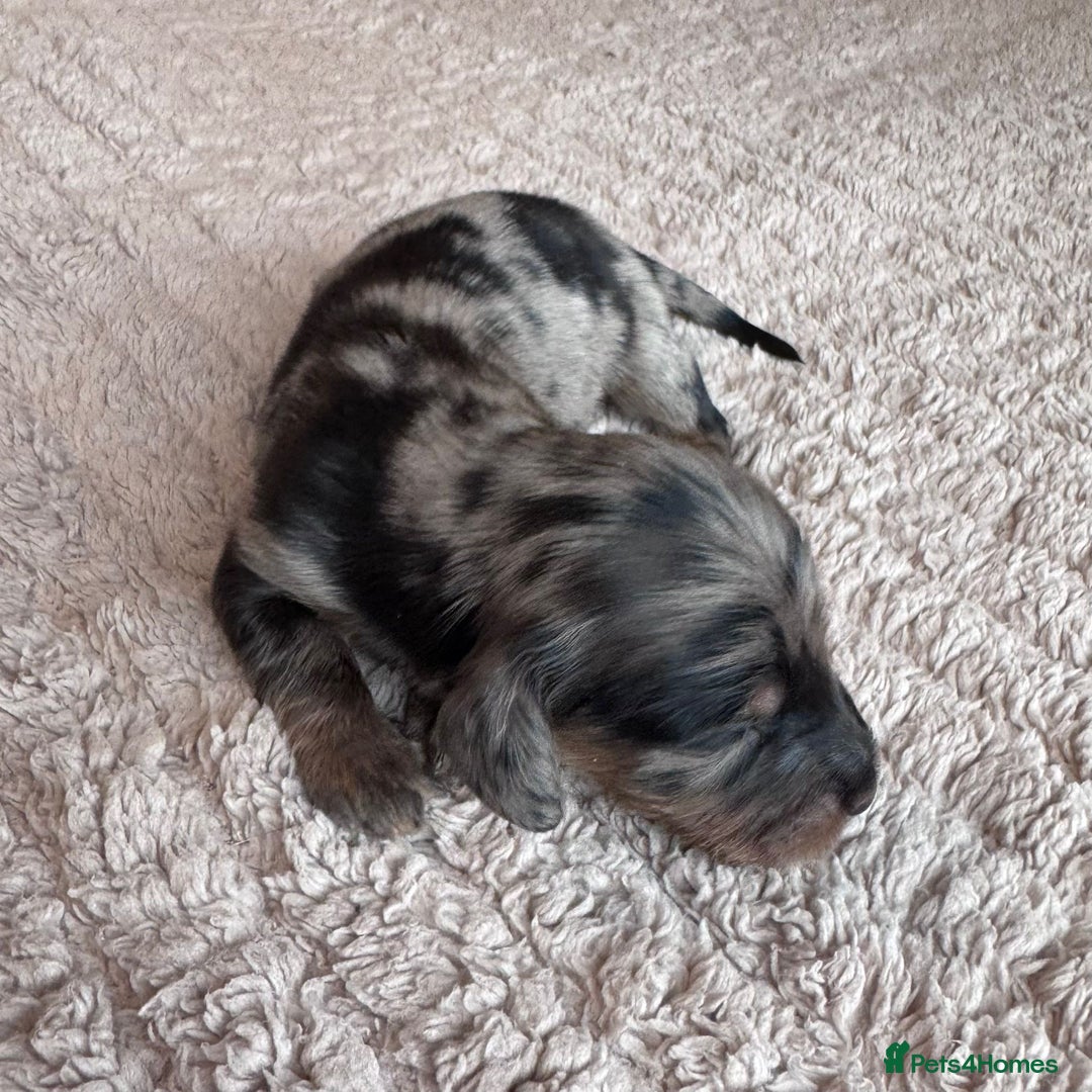 Miniature Dachshund dogs for sale: Miniature long-haired dachshunds - Image 12