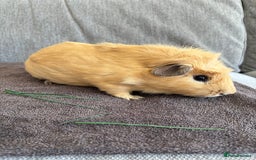 Guinea Pig rodents for sale: Male Guinea Pig - Image 2