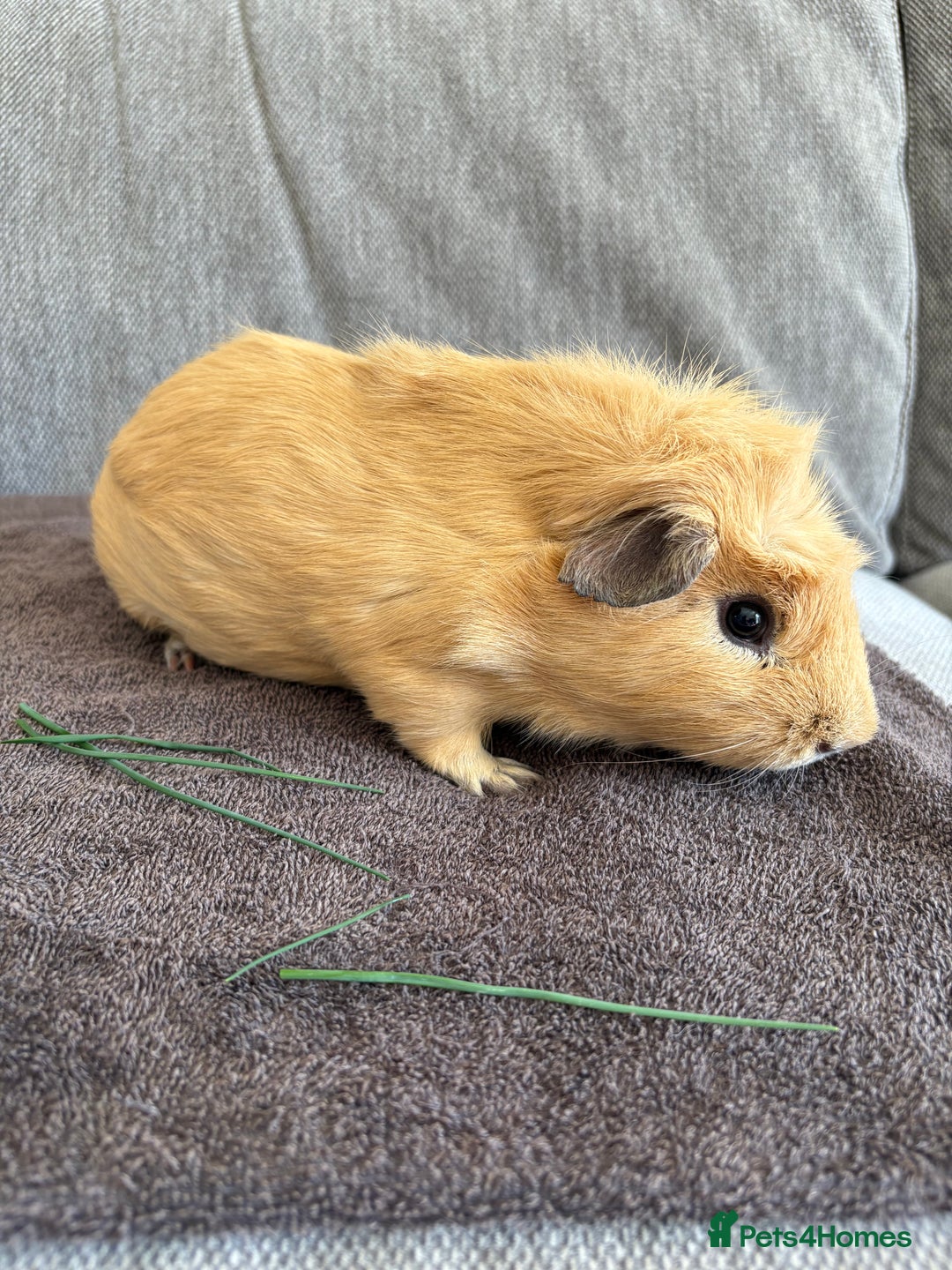 Guinea Pig rodents for sale: Male Guinea Pig - Image 2