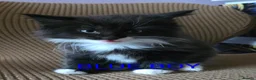 Mixed Breed cats for sale: Beauty litter of ragcoon -tuxedo cross  in Preston - Advert 6