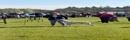 Dalmatian dogs for stud: Stud dog available  in Mountain Ash - Advert 7