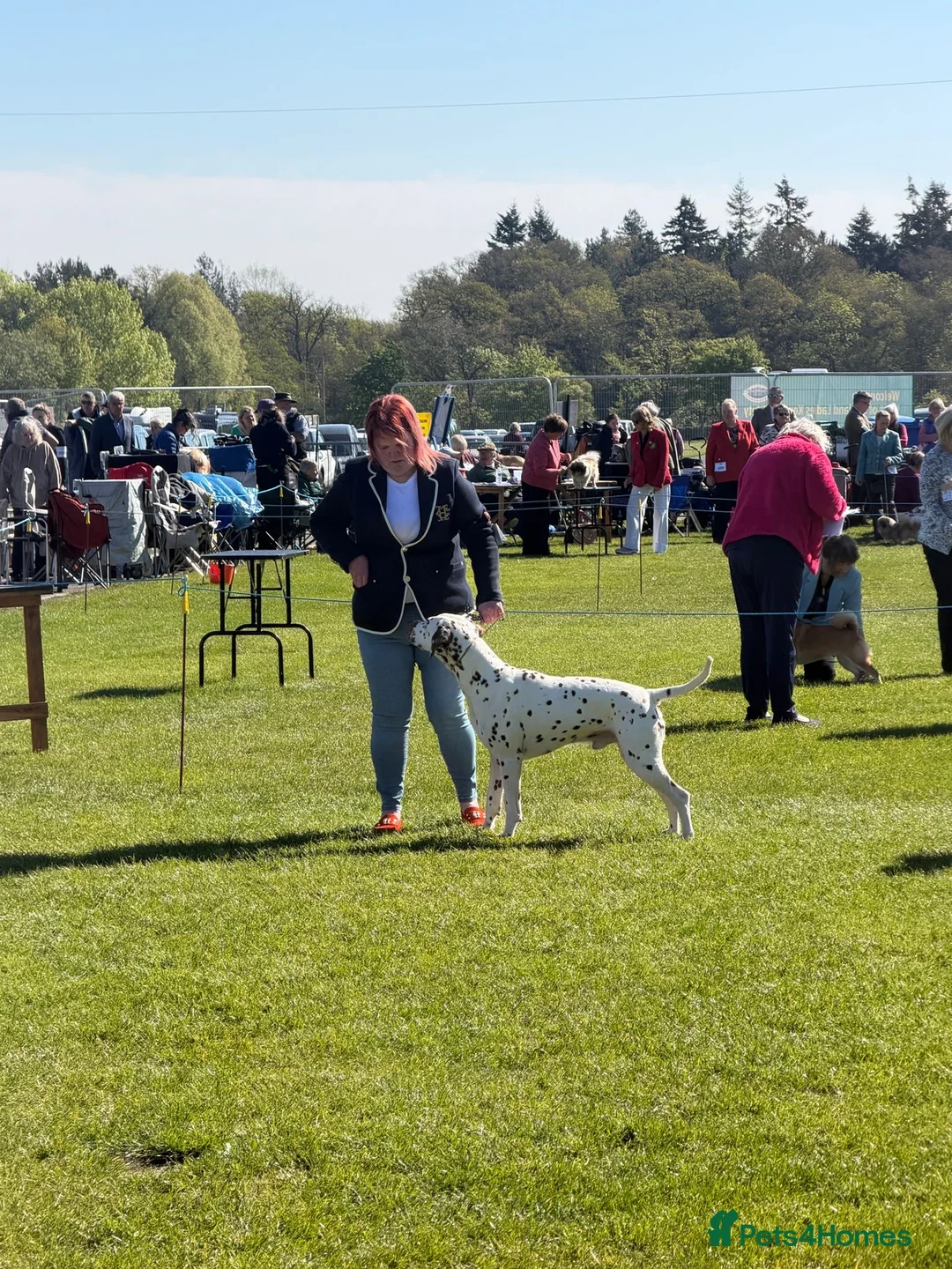 Dalmatian dogs for stud: Stud dog available  in Mountain Ash - Advert 7
